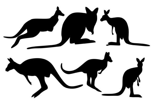 Download Kangaroo Vector Illustration - Vector Collection